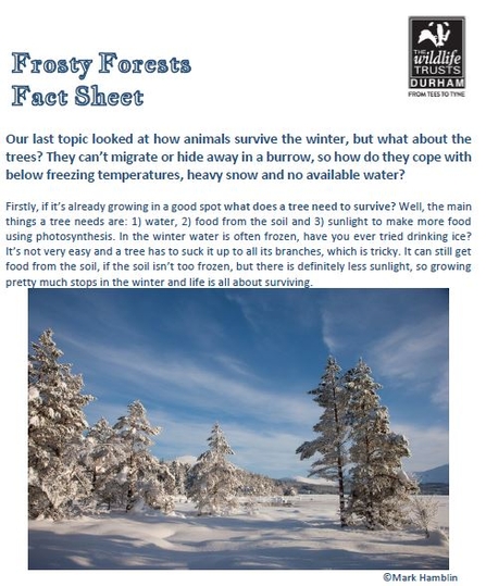 Frosty Forests Fact Sheet