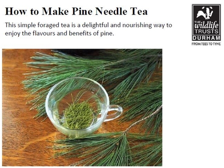 Pine needle tea