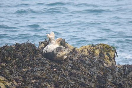 Grey seal