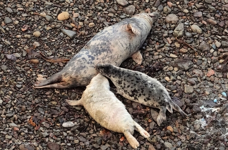 Two pups, one almost completely moulted the other still white, both being fed