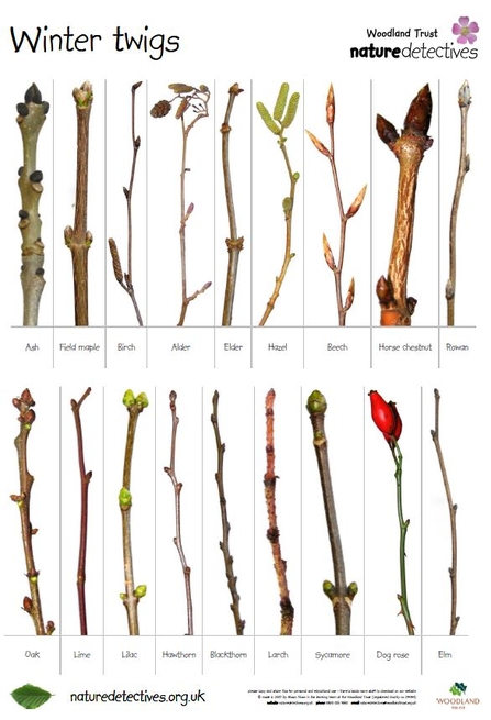 winter tree bud ID sheet