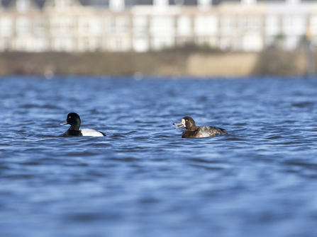 Scaup pair