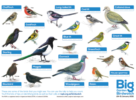 Big bird watch spotting sheet