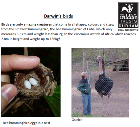 Darwin’s Birds fact sheet screen grab