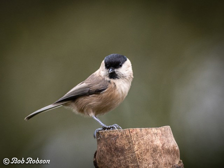 Willow tit