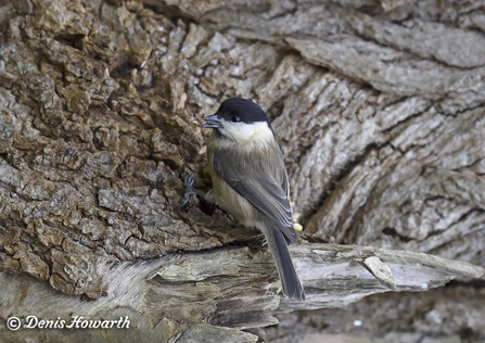 Willow tit