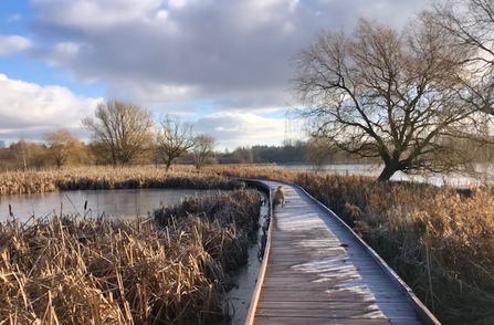 Shibdon boardwalk