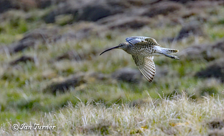 Curlew