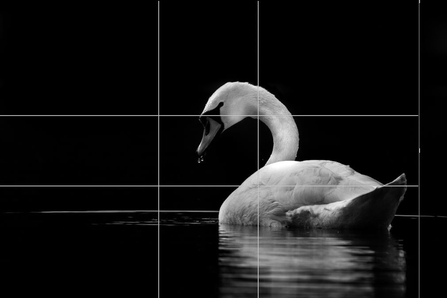 Mute Swan - 'rule of thirds'