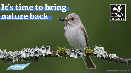 Spotted flycatcher 30 by 30