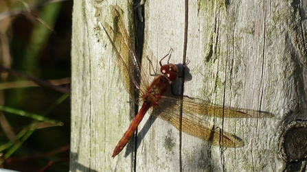 Common Darter