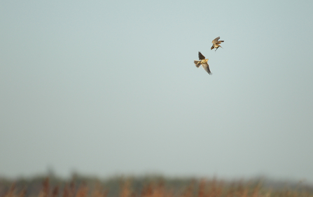 Skylark battle