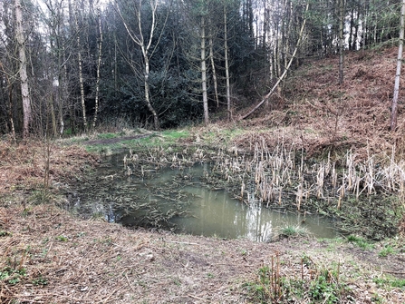 Milkwellburn Wood pond