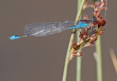 Small Red Eyed Damselfly