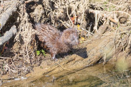 American mink 