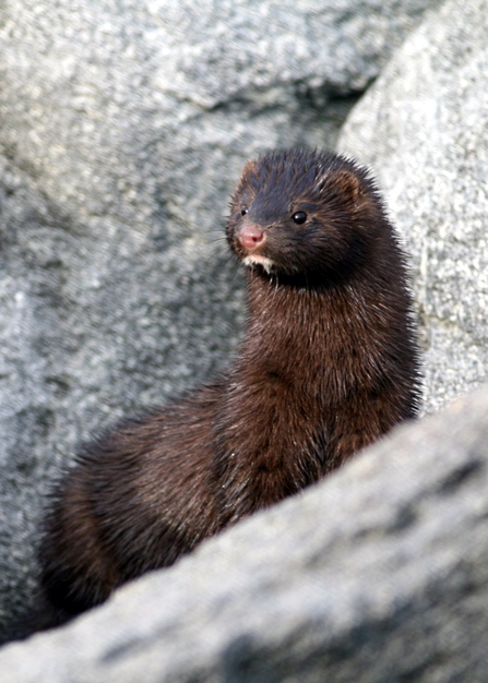 American mink