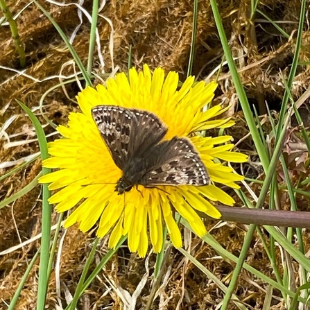 Dingy Skipper