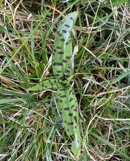 Spotted Orchid 