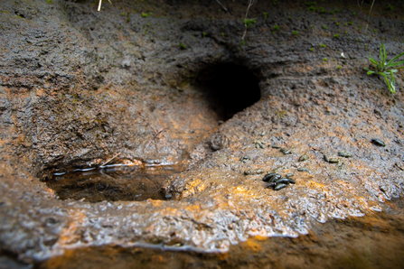 Water vole burrow and latrine