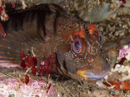 Tompot blenny - Bobby