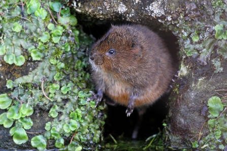 Water vole (c) Margaret Holland