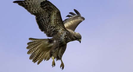 Buzzard