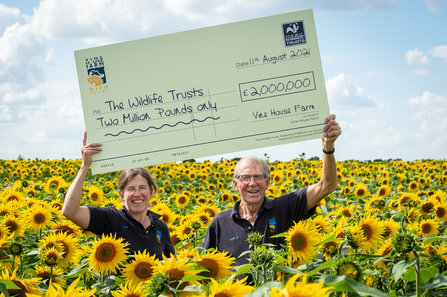 Lucy Taylor & Nicholas Watts surrounded by sunflowers