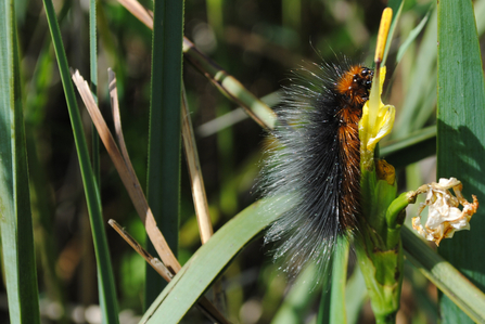 Garden tiger moth caterpillar