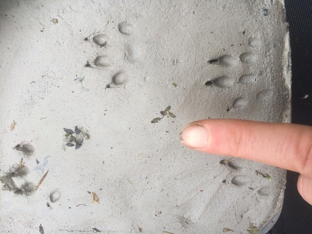 Mink tracks