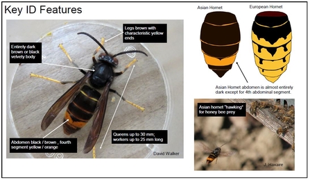 Asian hornet ID sheet