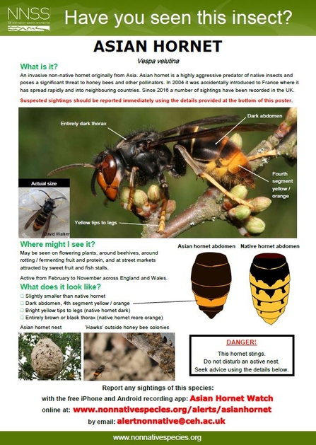 Asian hornet alert poster