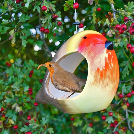 Robin bird feeder