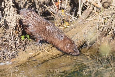 American mink