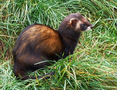 Polecat