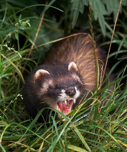 Polecat