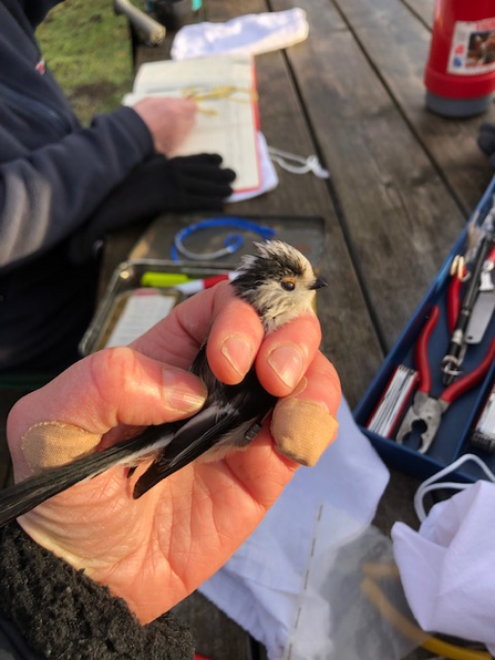 a long tailed tit pictured during bird ringing