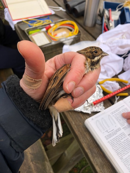  reed bunting during bird ringing