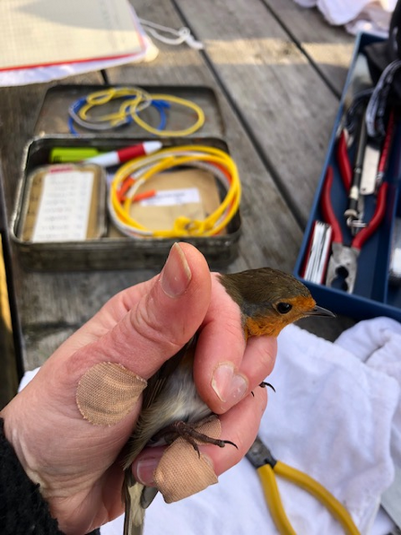 bird ringing robin