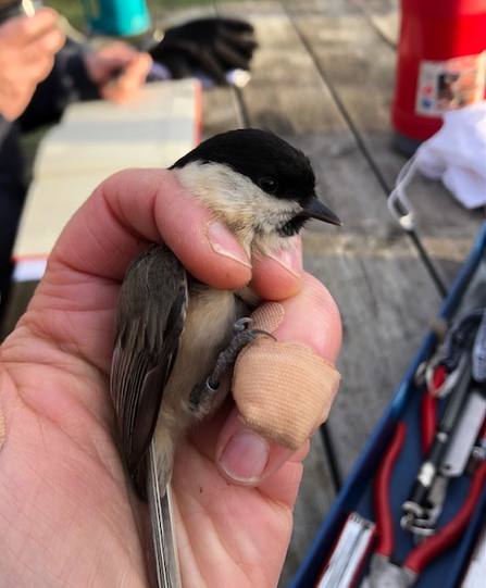 bird ringing willow tit