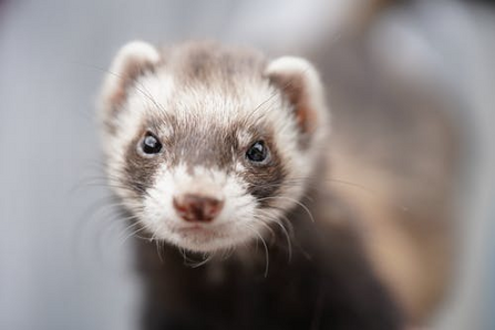 ferret/ferret hybrid 