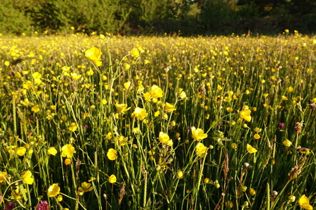 Satley Lanchester Wildlife Group