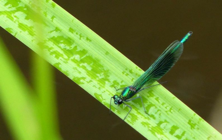 Banded demoiselle 