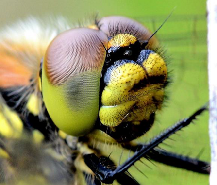 Black darters close up photo