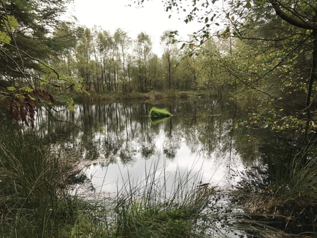 Wetland habitat