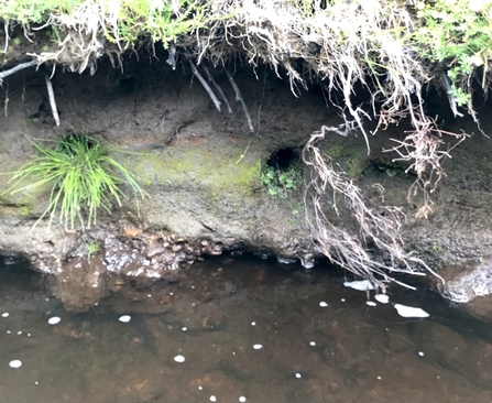 Water vole burrow