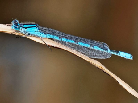 common blue dragonfly