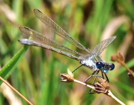 emerald damselfly