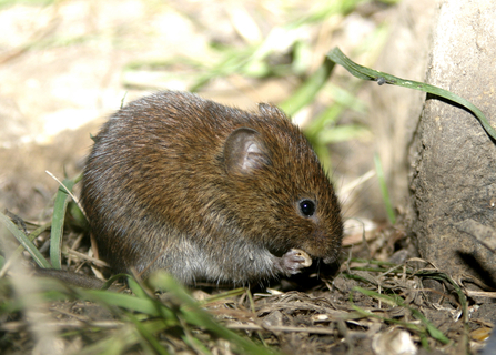 Bank vole