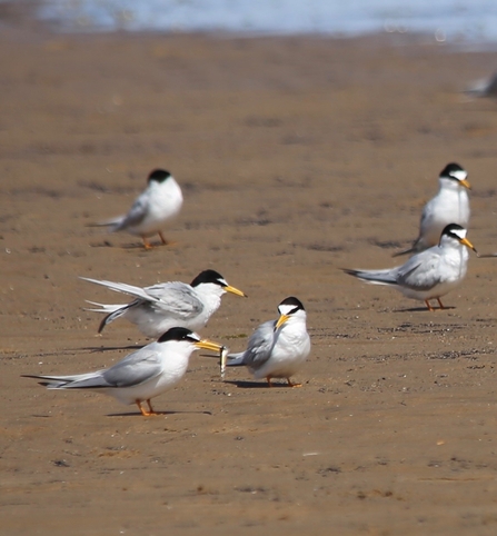 Little terns on a beach, one with a fish