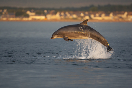 Bottlenose Dolphin - John MacPherson/2020VISION